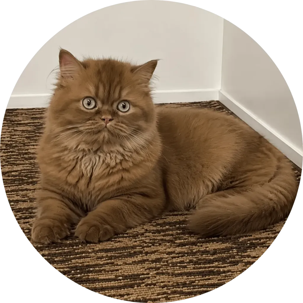 Kitty Palace Cattery - British and Scottish Kittens. Parents2