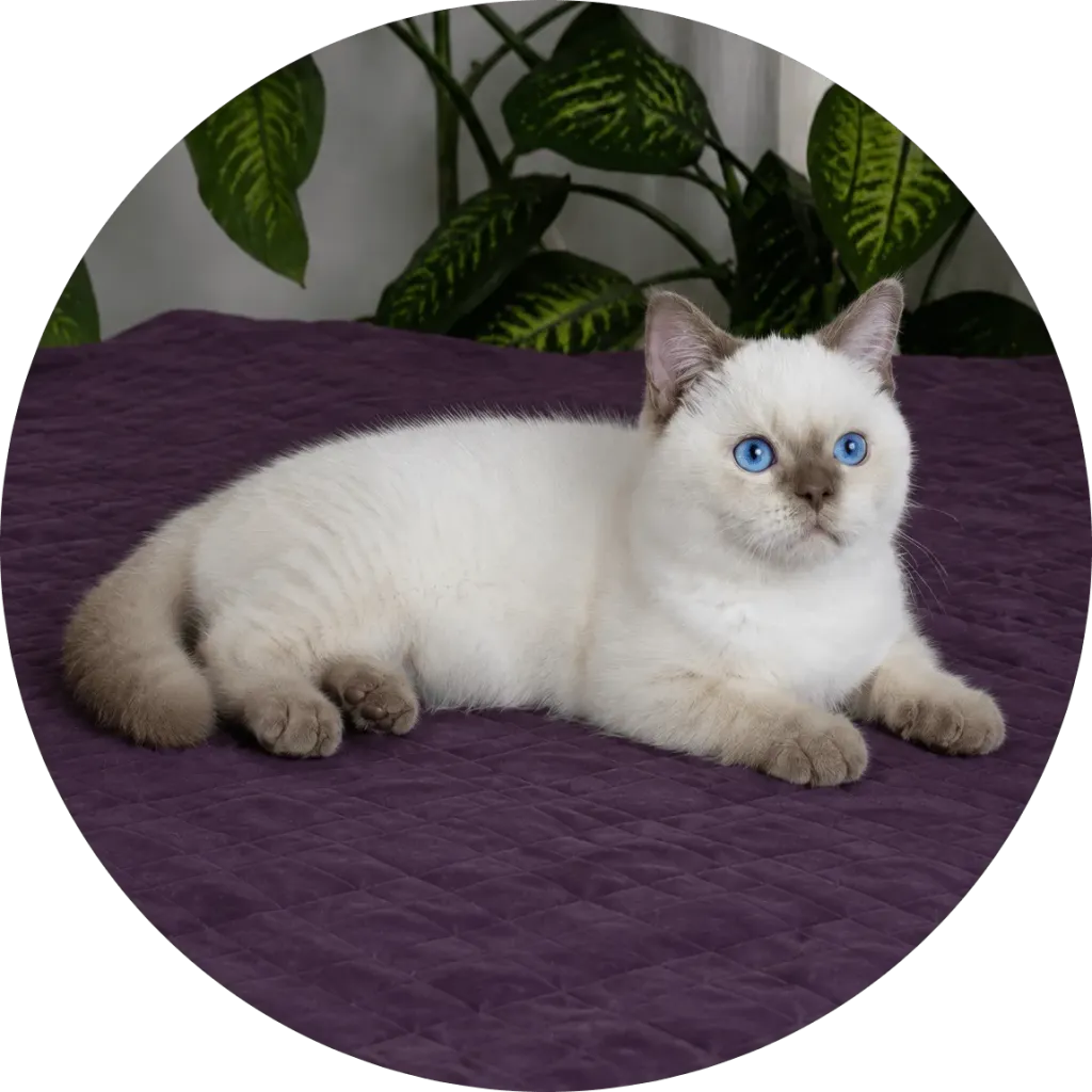 Kitty Palace Cattery - British and Scottish Kittens. Parents