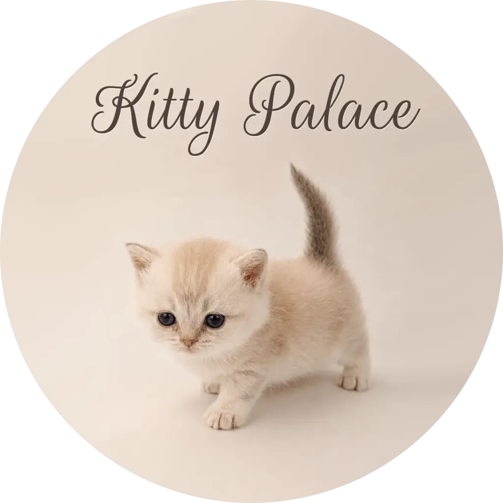 Kitten cream coated with tail up, walking forward, honey straight female