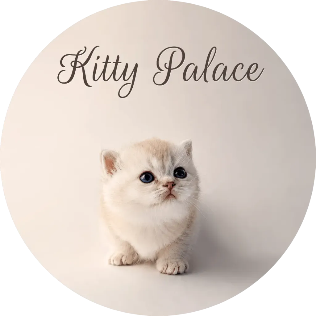 Kitten colored sitting and looking up, blue-eyed honey straight female