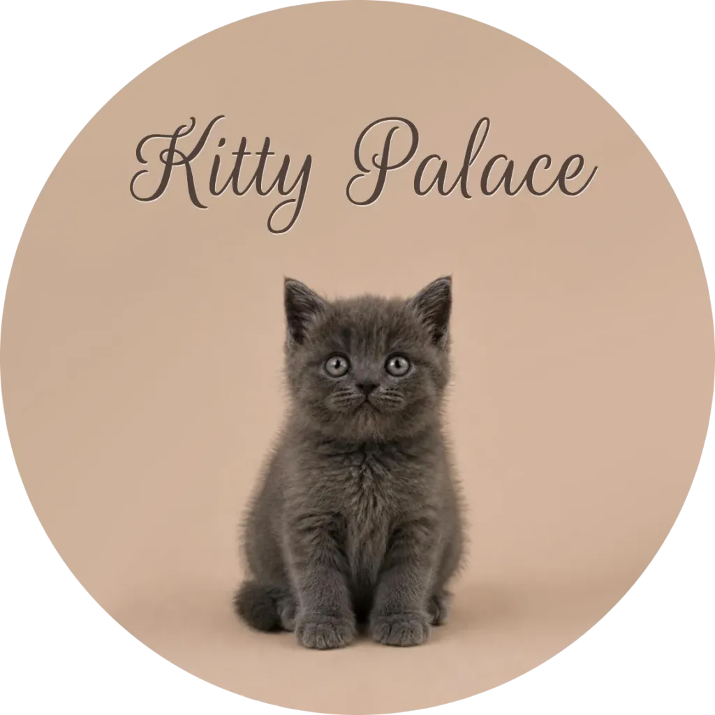 Pearl, an ash blue buy a british shorthair kitten, sitting front-on — british semi longhair cat
