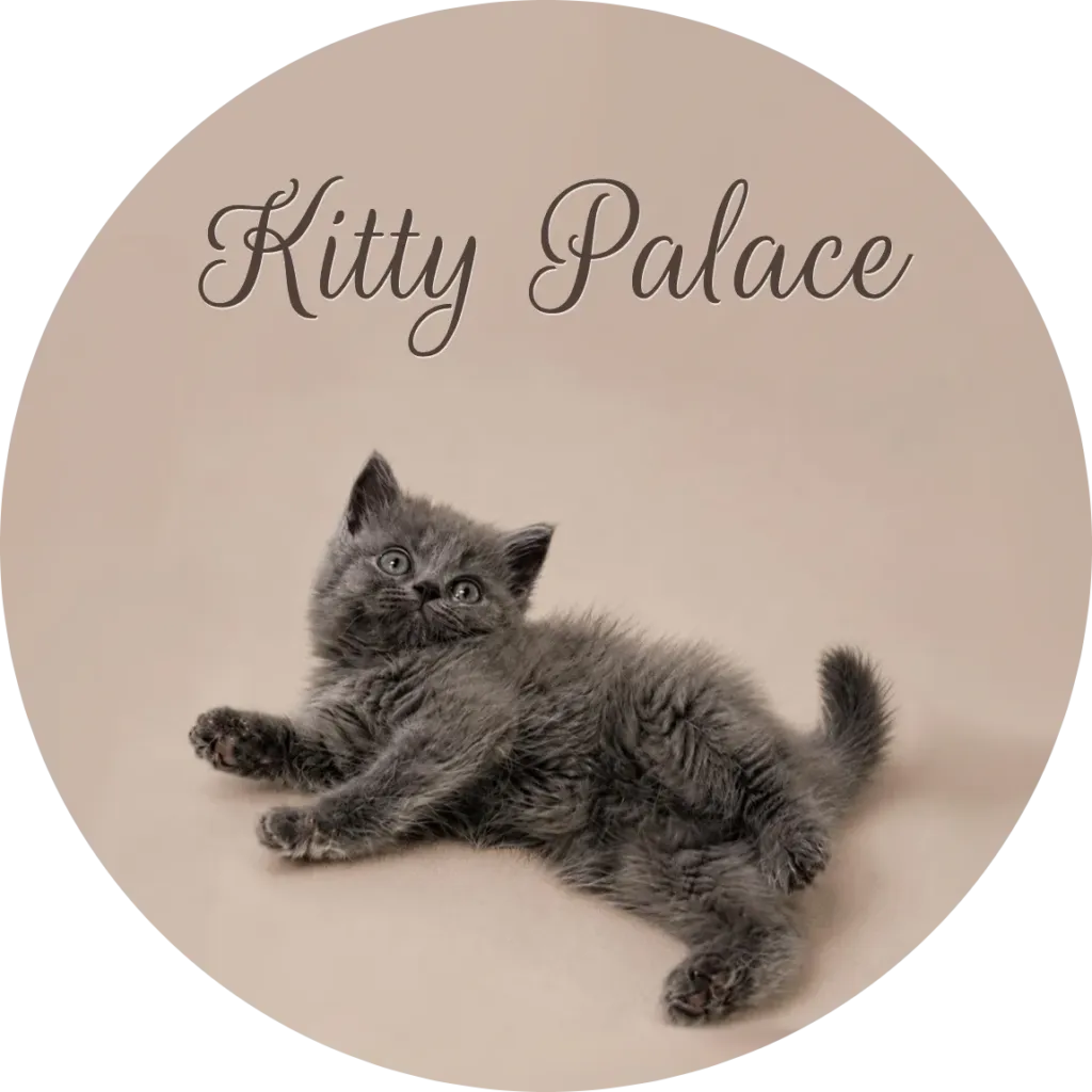 Pearl the ash blue buy a british shorthair stretched out playfully — British longhair kittens for sale at Kitty Palace