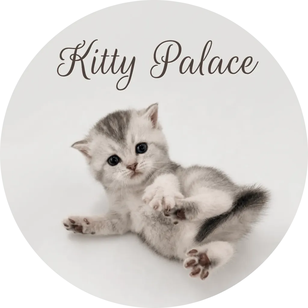 Silver chinchilla kitten lying on its side reaching a paw out, black silver Tom