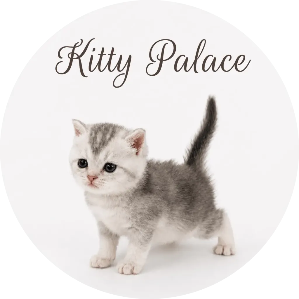 Silver chinchilla kitten standing with tail up, black silver scottish straight Tom