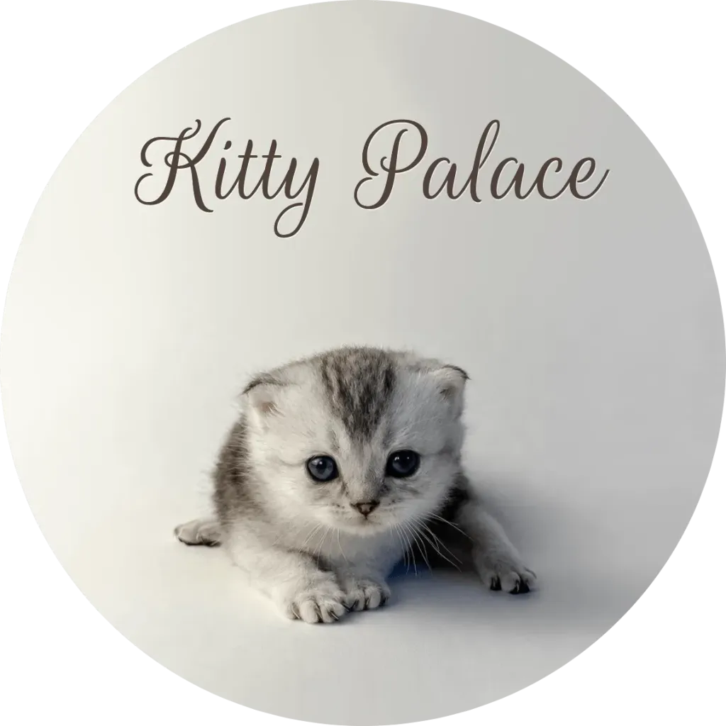 Munchkin kitten crouching low with blue eyes, fold male Max