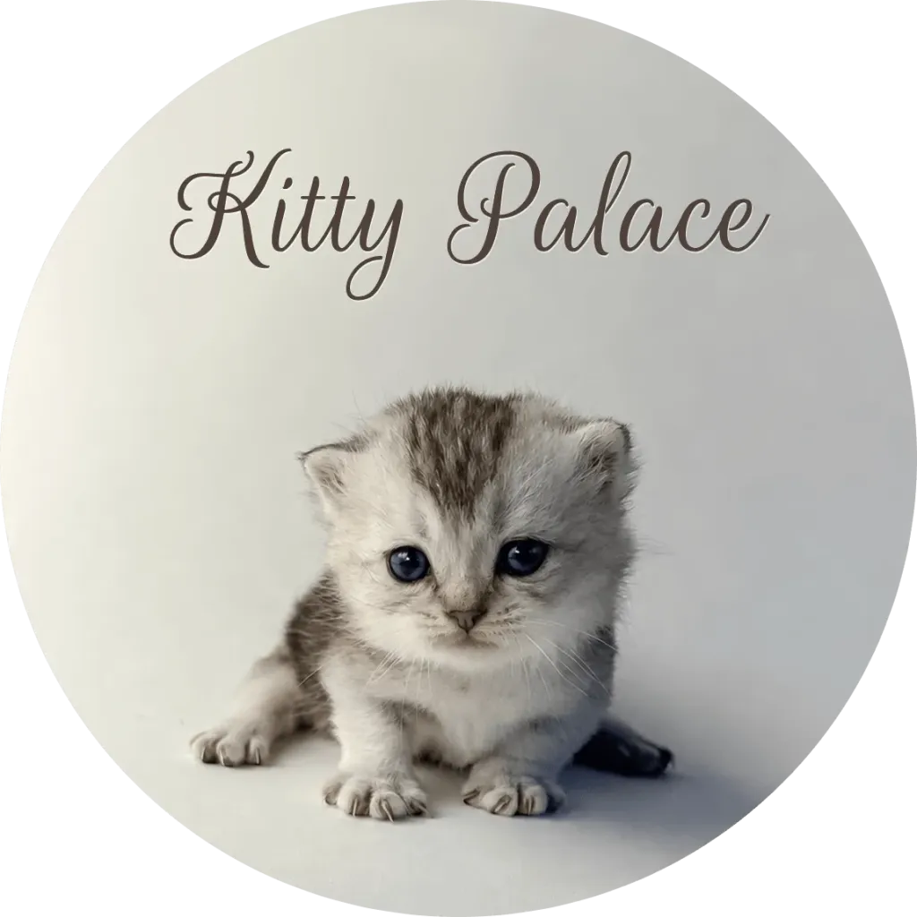 Silver chinchilla munchkin kitten sitting with blue eyes, fold male Max