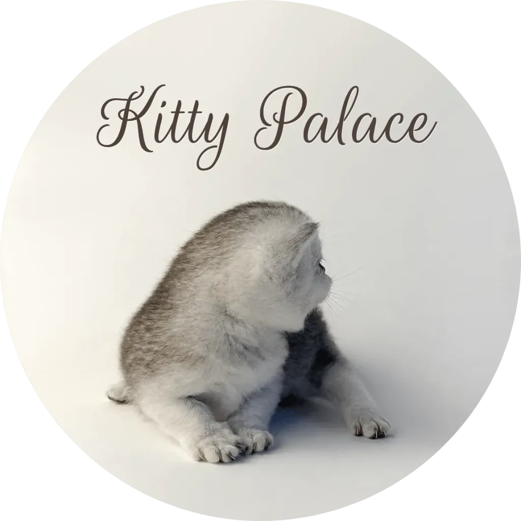 Silver munchkin kitten seen from behind looking over its shoulder, fold male