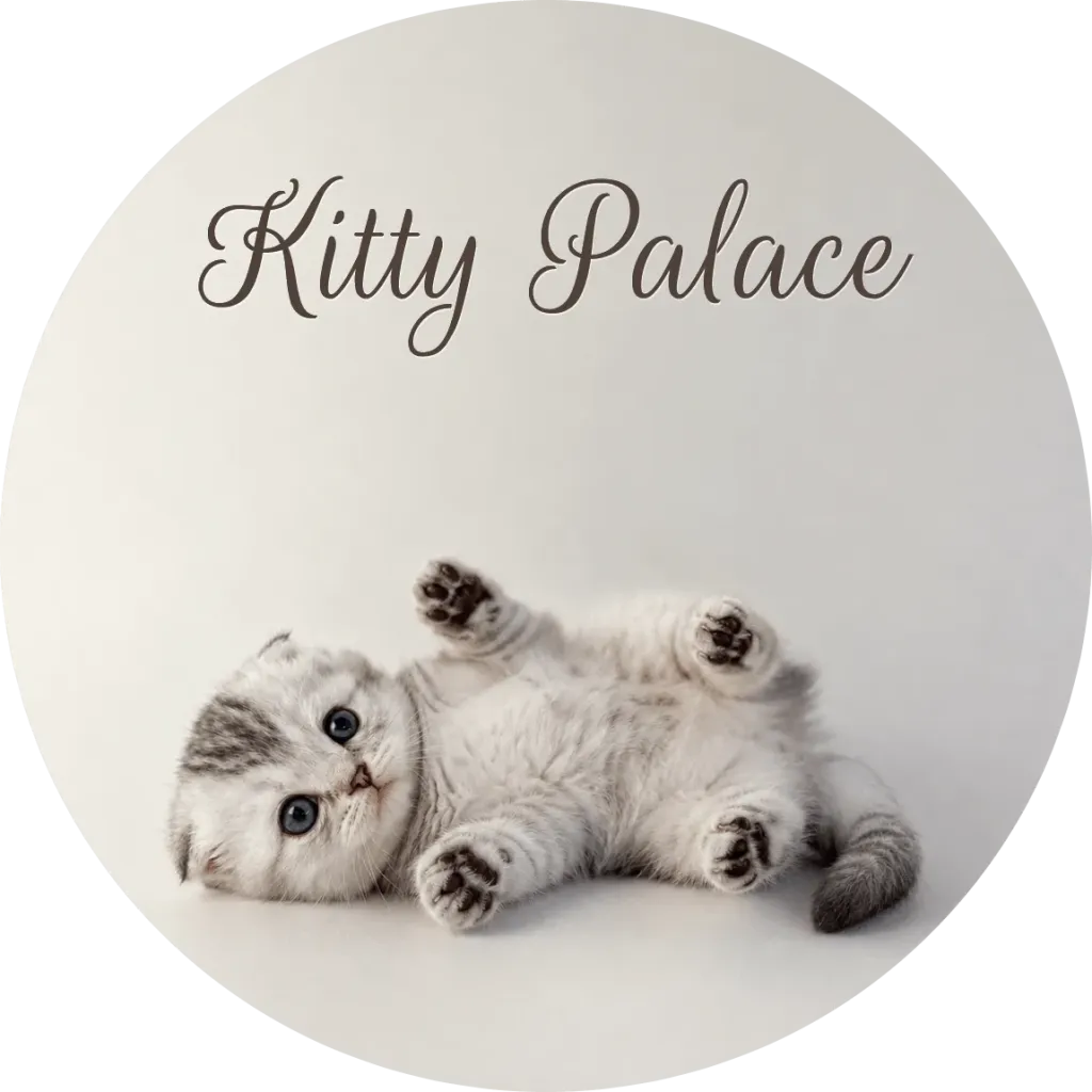 Munchkin kitten lying on its back with paws up, fold male Max