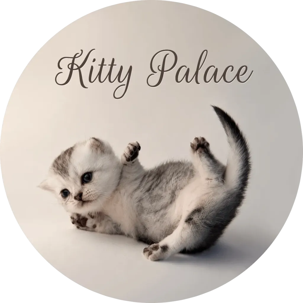 Silver tabby munchkin kitten rolling playfully with tail up, fold male Max