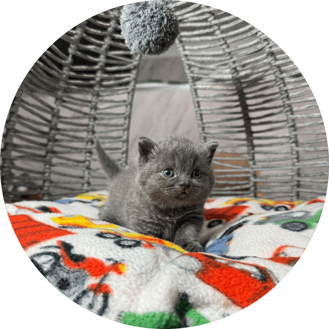 Small gray kitten with blue eyes looks curious and cozy while perched on a colorful fleece blanket inside a woven basket chair