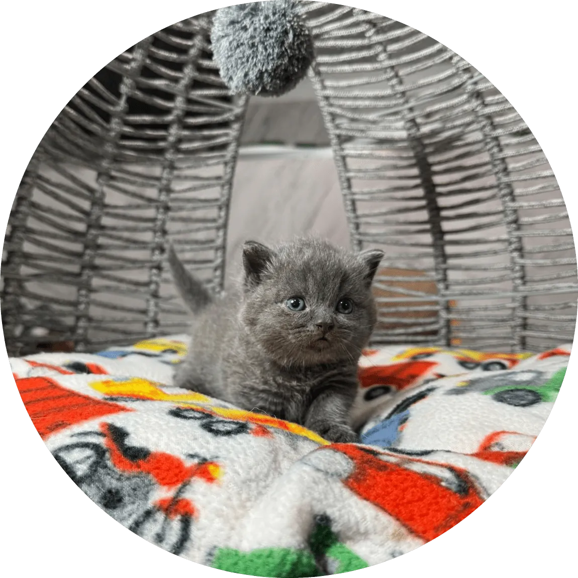 Small gray kitten with blue eyes looks curious and cozy while perched on a colorful fleece blanket inside a woven basket chair
