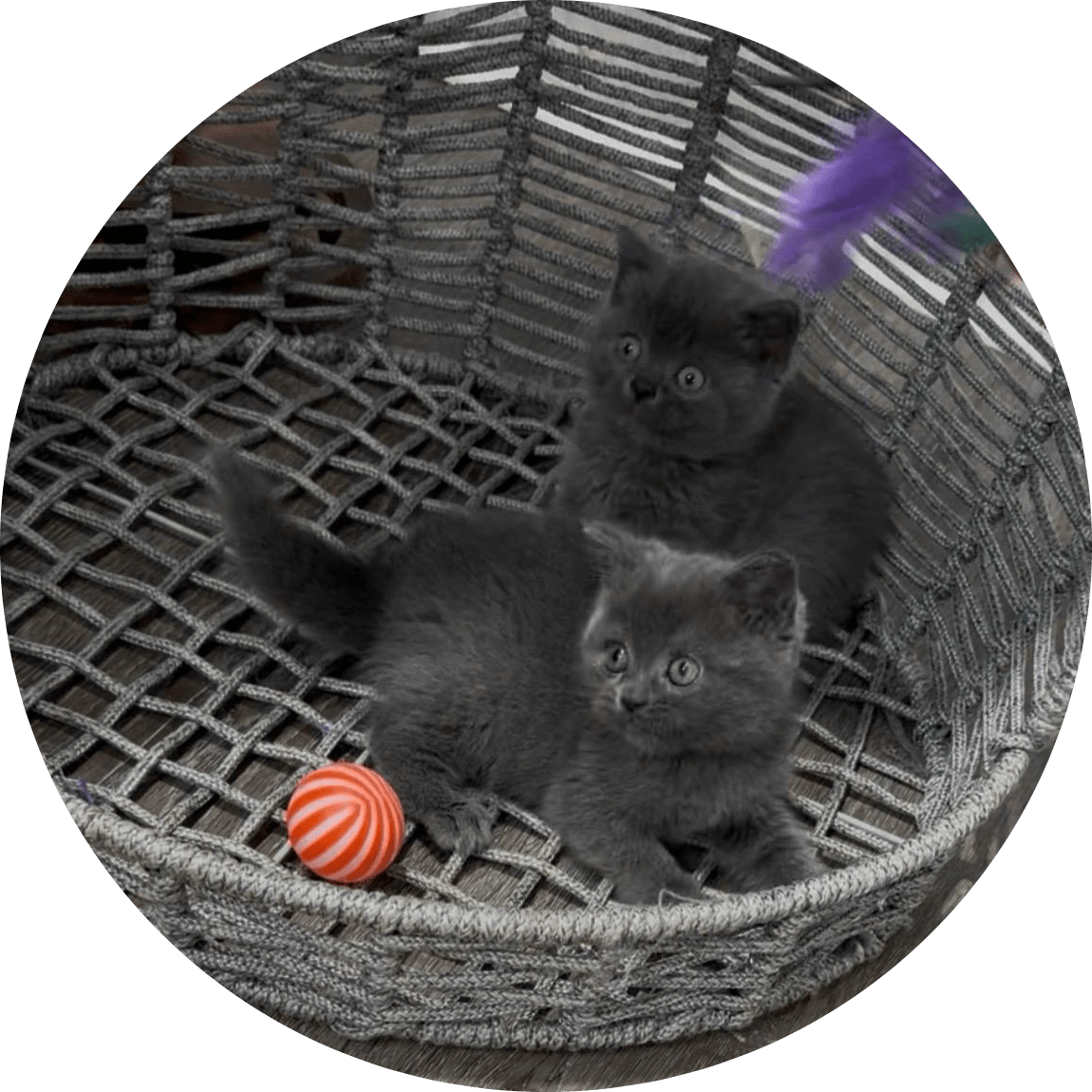 Two fluffy gray kittens lounge together in a woven basket, watching a colorful feather wand and playing with an orange striped ball