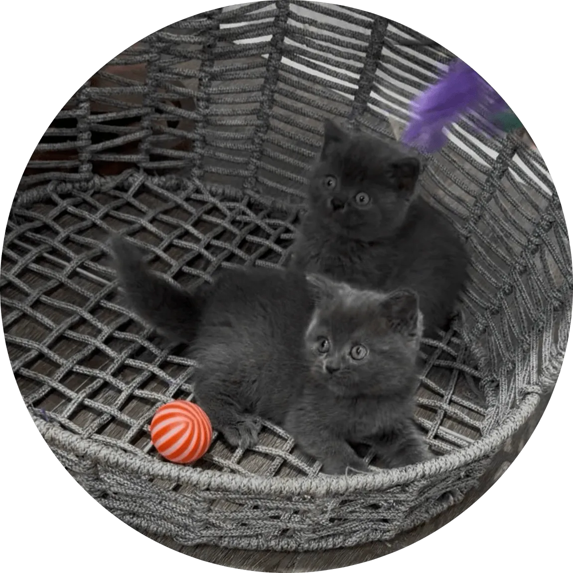 Two fluffy gray kittens lounge together in a woven basket, watching a colorful feather wand and playing with an orange striped ball