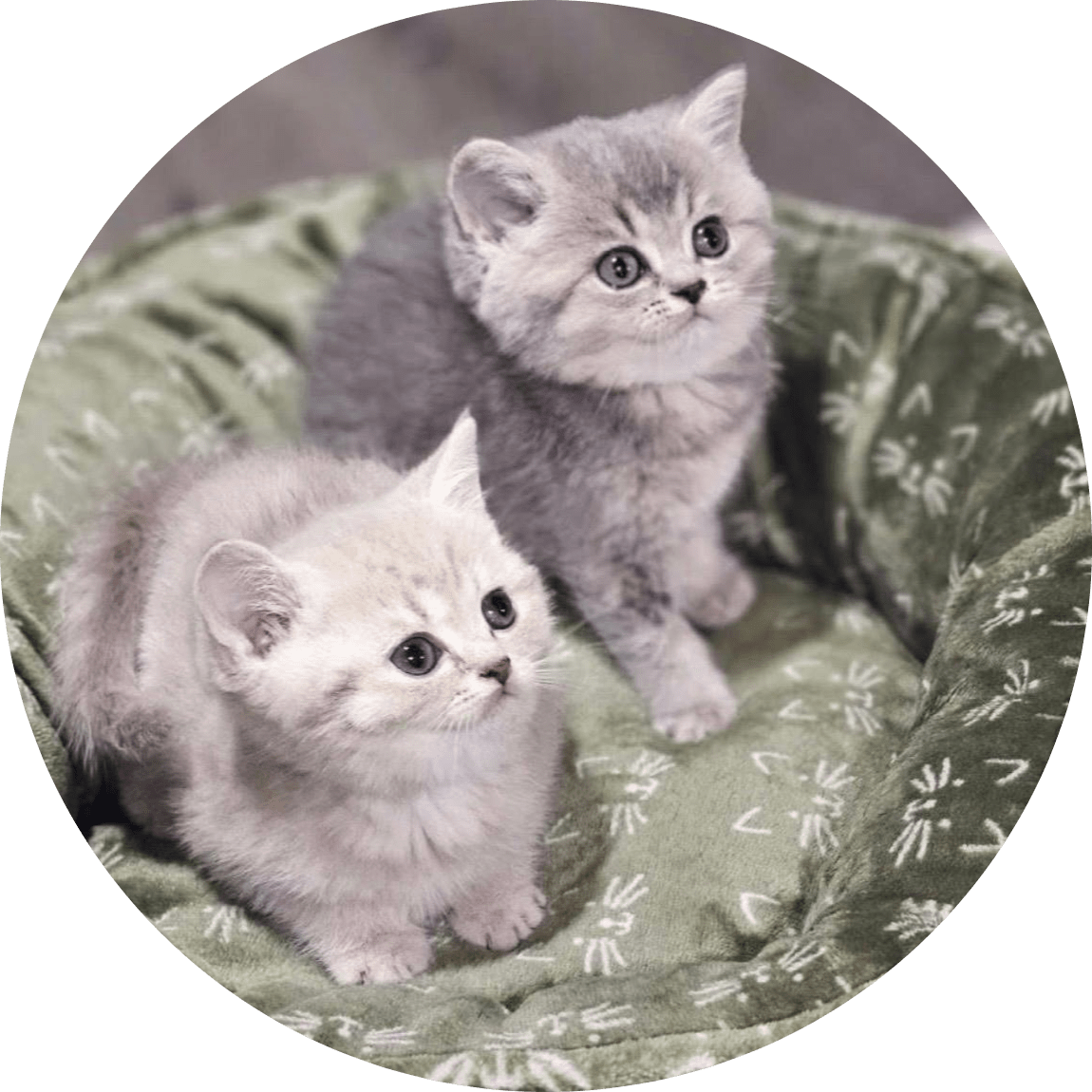 Two fluffy kittens sit closely in a plush green cat bed, looking up with wide curious eyes