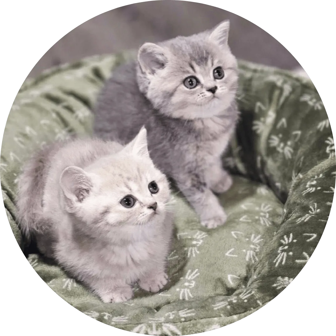 Two fluffy kittens sit closely in a plush green cat bed, looking up with wide curious eyes