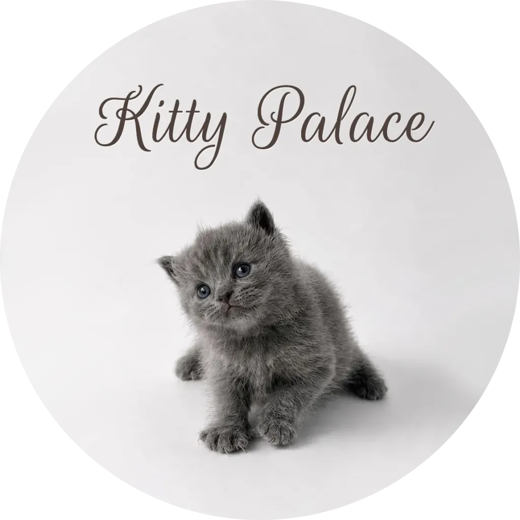 british shorthair kittens for sale in nj — Pearl sitting with head tilted, british female
