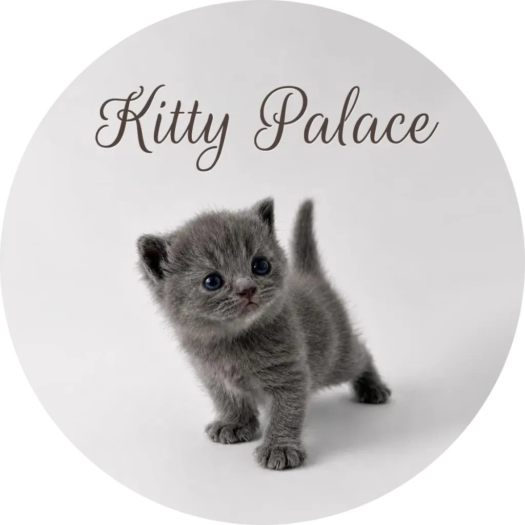 british shorthair kittens for sale in nj — Pearl standing with tail up, british female