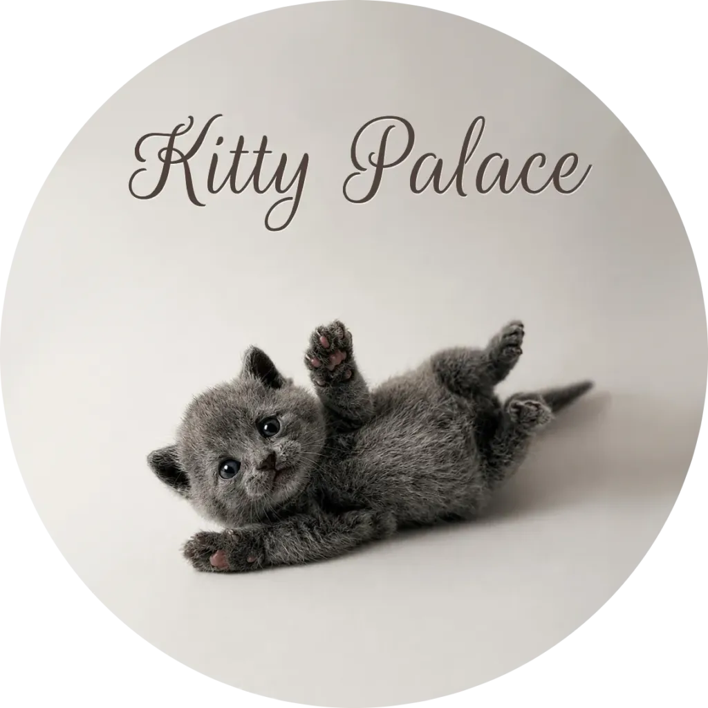 british shorthair kittens for sale usa — Sky lying on his back with paws up, british male