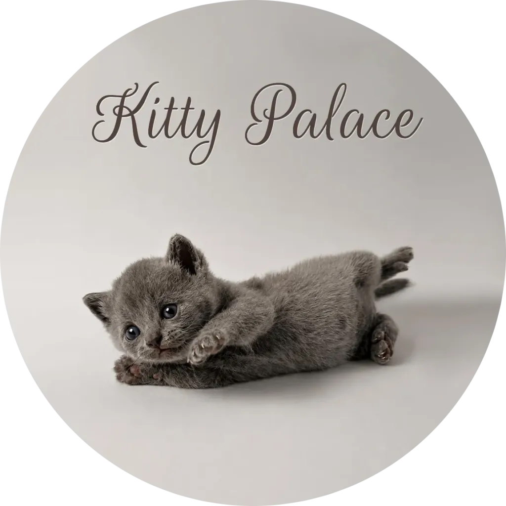 british shorthair kittens for sale usa — Sky lying with head on his paws, british male