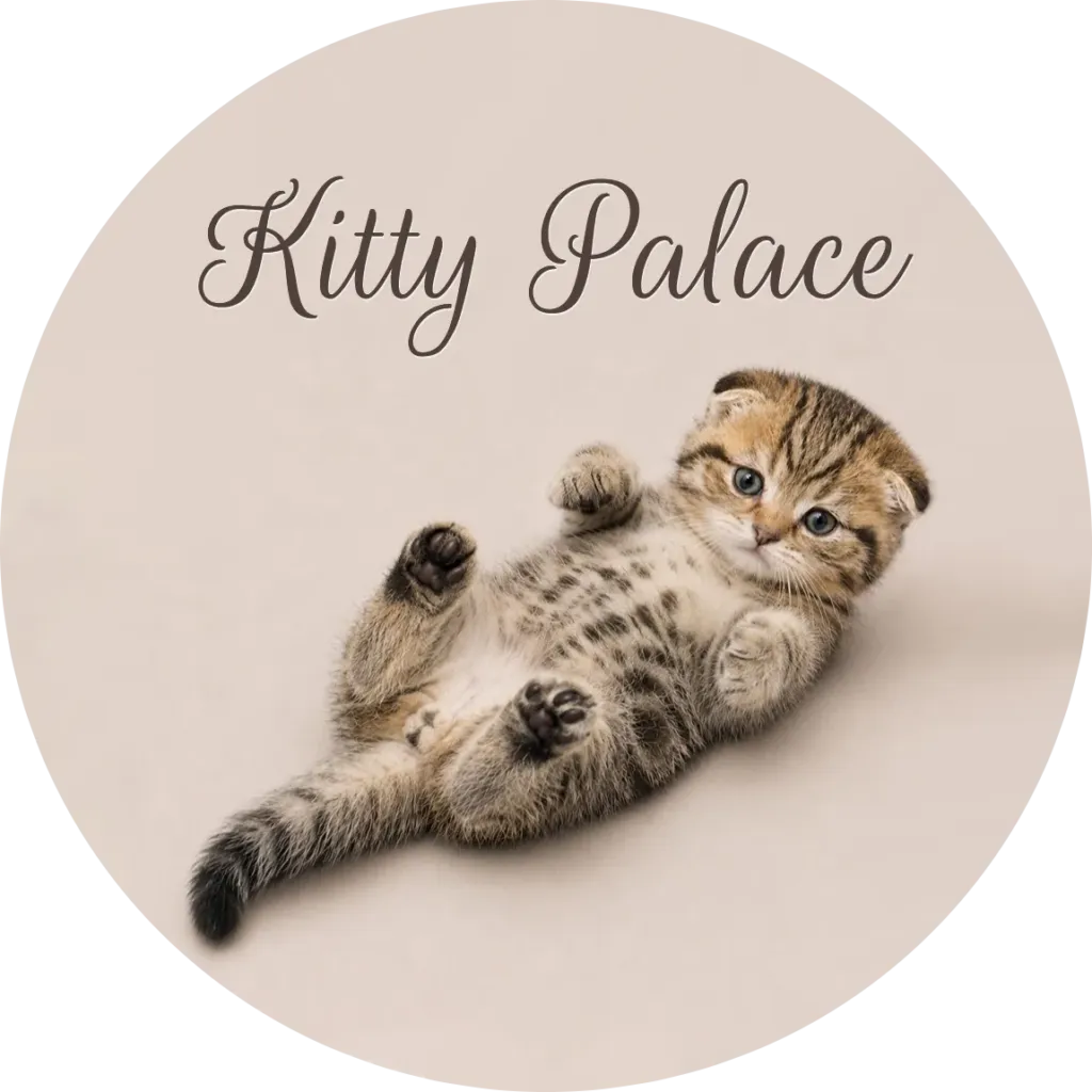 A playful tabby kitten lies belly-up on a soft beige studio background, showing folded ears, tiny paws and expressive blue eyes