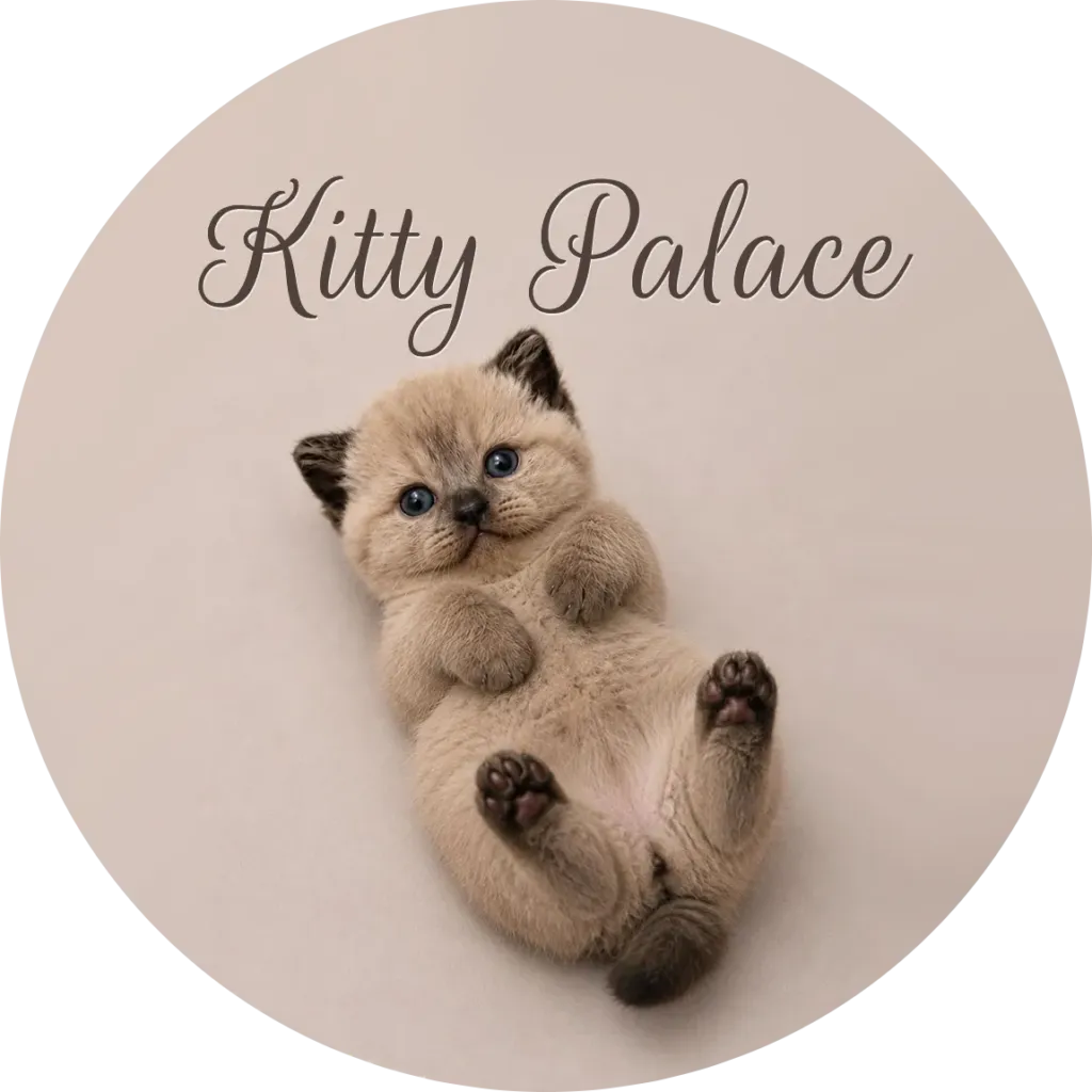 Adorable Siamese kitten lies on its back with soft beige fur, tiny paw pads and striking blue eyes