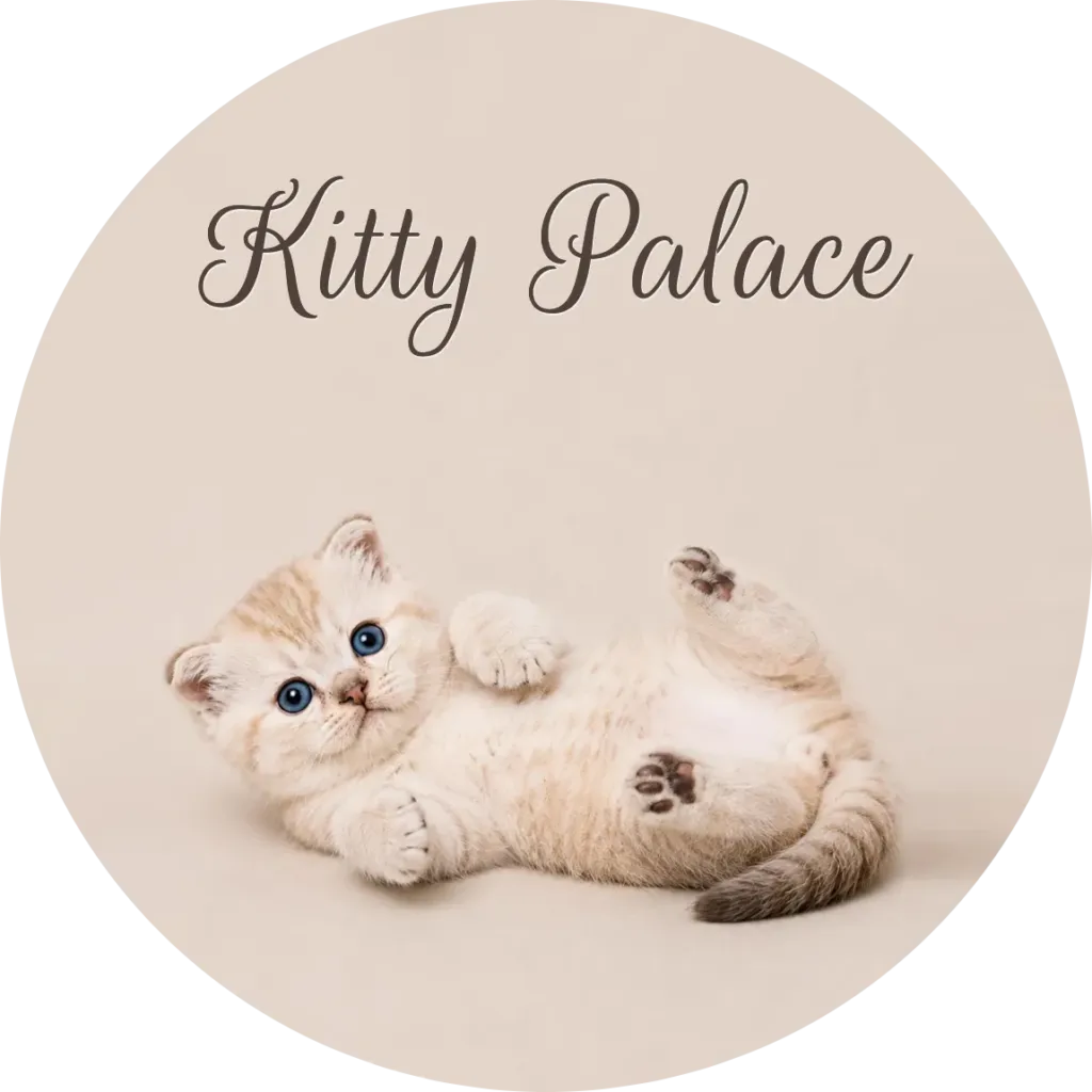 Adorable cream kitten with bright blue eyes lying on its back against a soft beige background