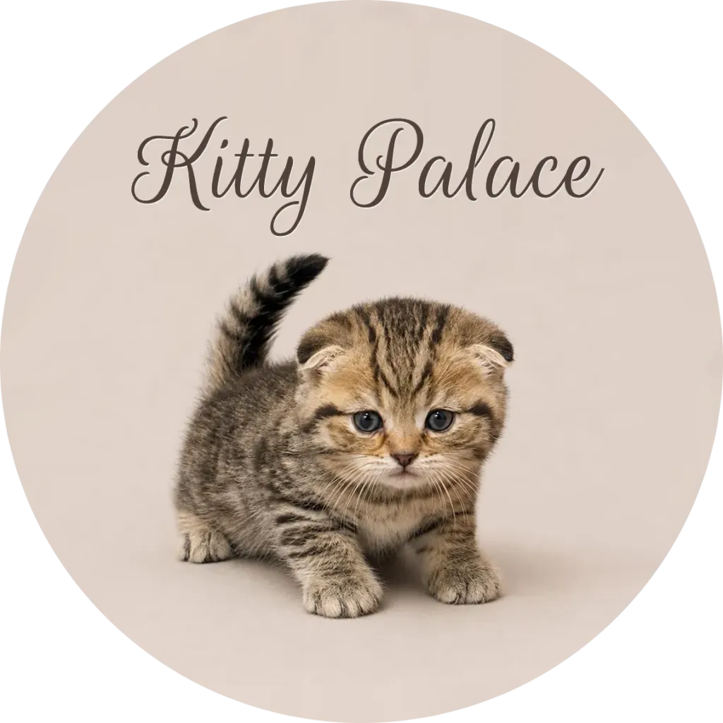 Adorable tabby kitten with folded ears poses beneath a 'Kitty Palace' logo on a soft neutral backdrop, conveying playful innocence