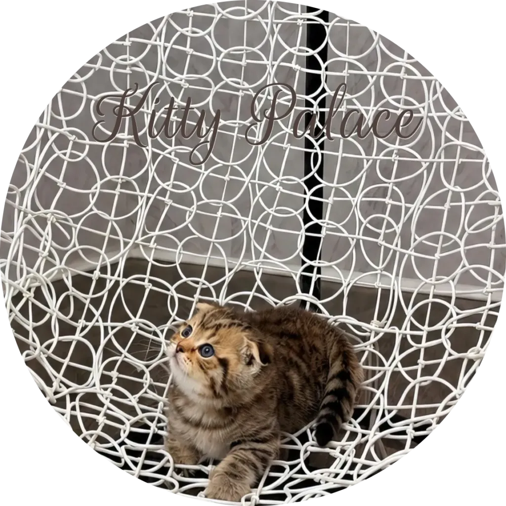 Black golden tabby scottish fold kitten looking up in a woven basket chair, Leo