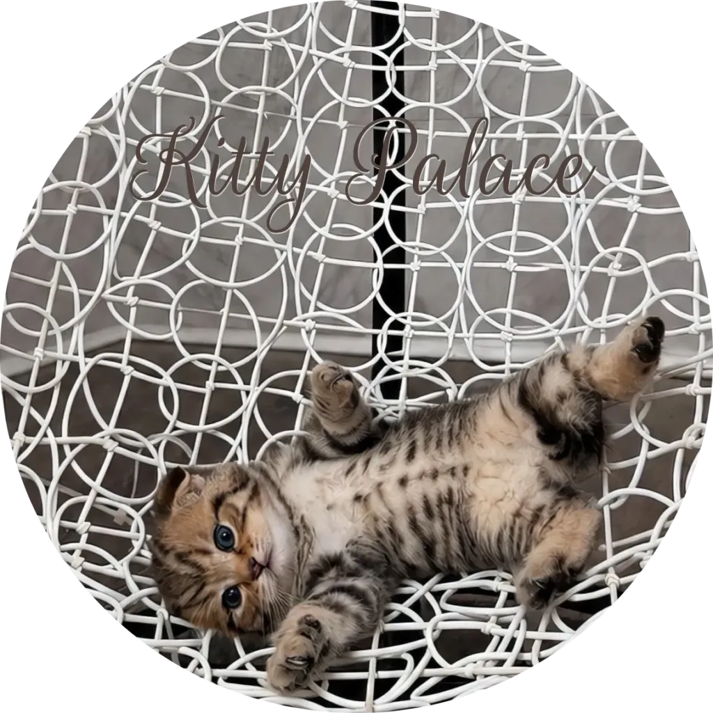Black golden tabby scottish fold kitten lying on its back playing, Leo