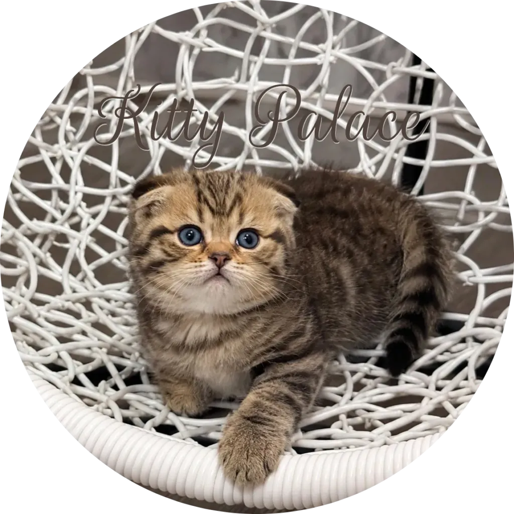 Black golden tabby scottish fold kitten with blue eyes in a white basket chair, Leo