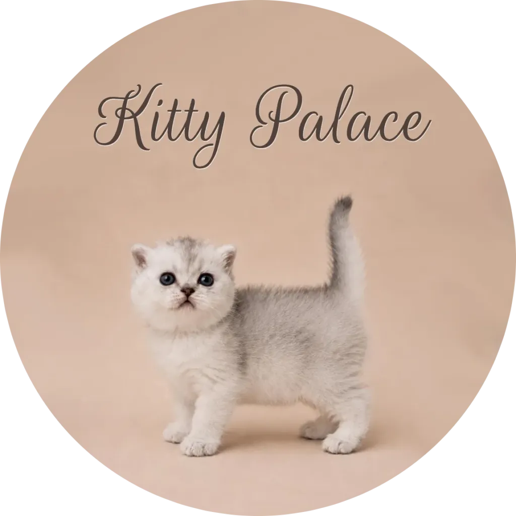 Black silver chinchilla Scottish Straight female kitten Plata standing with tail up — kitties near me