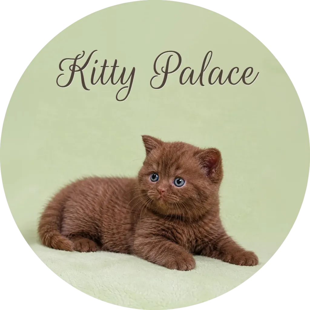 British shorthair cinnamon cat for sale, deep brown kitten resting with blue eyes