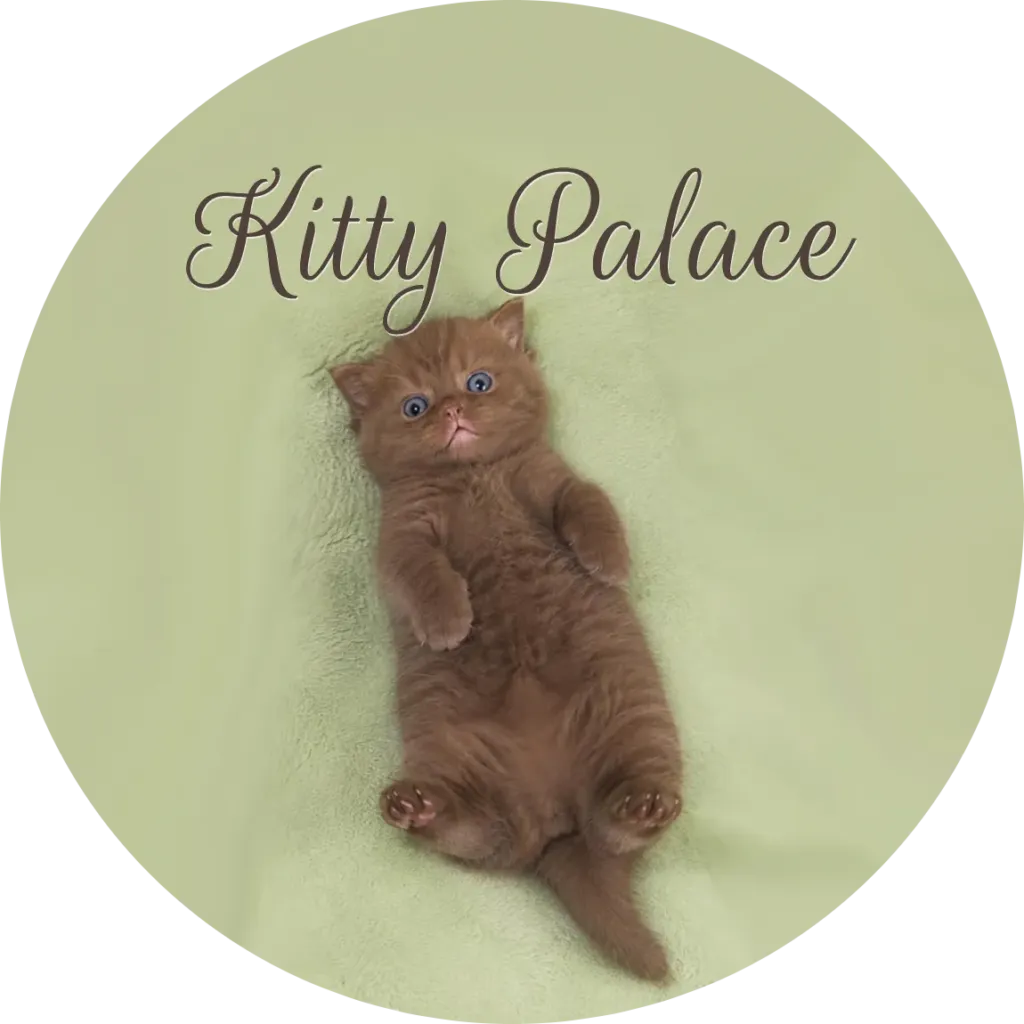 British shorthair cinnamon cat for sale, kitten lying belly-up on a soft green blanket at Kitty Palace