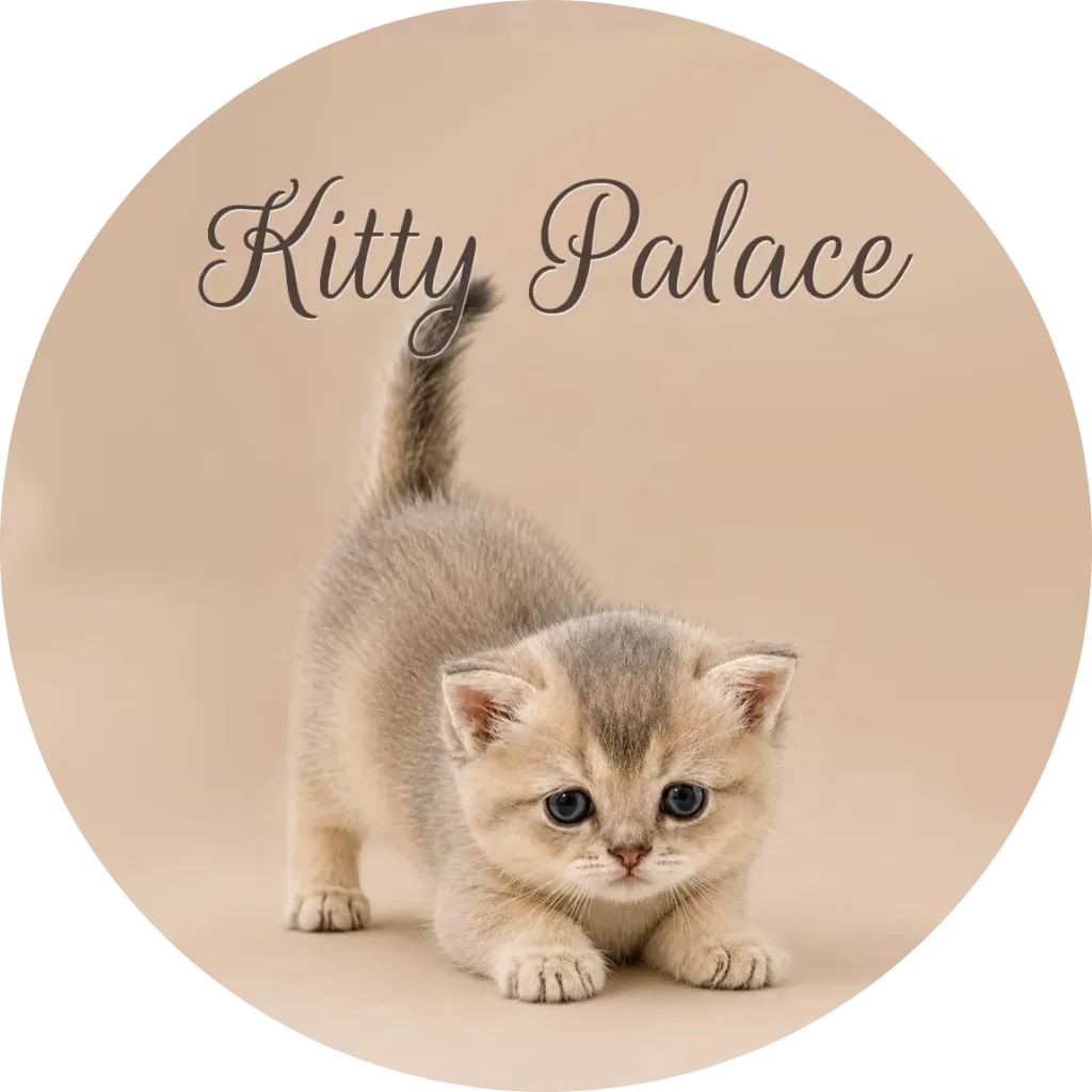Buddy, a blue golden chinchilla Scottish Straight male kitten, crouching playfully — kittens near me