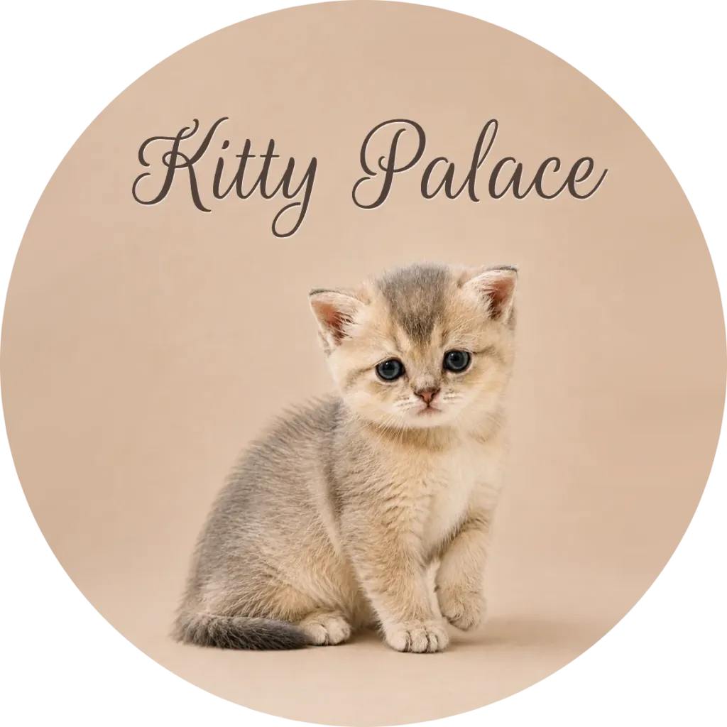 Buddy the blue golden chinchilla Scottish Straight boy sitting upright with dark blue eyes, kittens near me