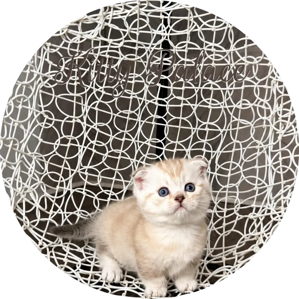 Buy cat near me — Princess, a cream chocolate munchkin fold kitten in a white basket chair
