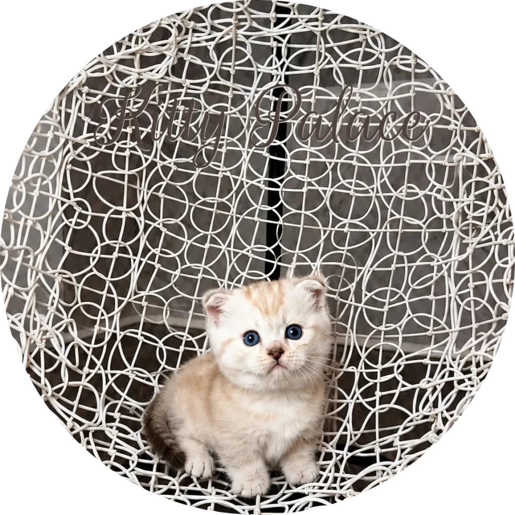 Buy cat near me — Princess, a cream chocolate munchkin fold kitten sitting in a basket chair