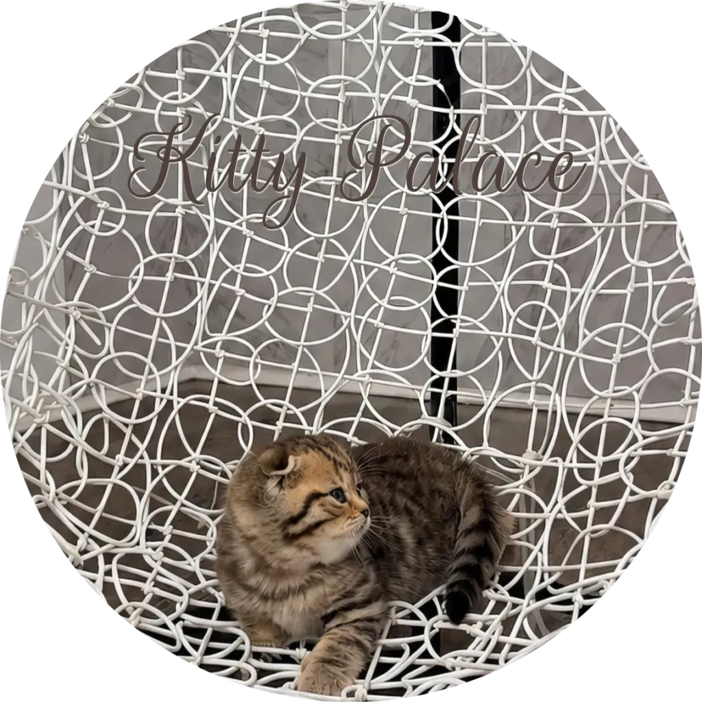 Cat breeders Scotland — Leo, a black golden tabby scottish fold kitten in a basket chair