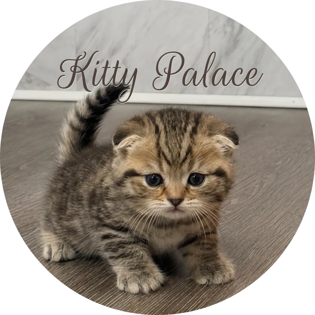 Cat breeders Scotland — Leo, a black golden tabby scottish fold kitten standing with tail up