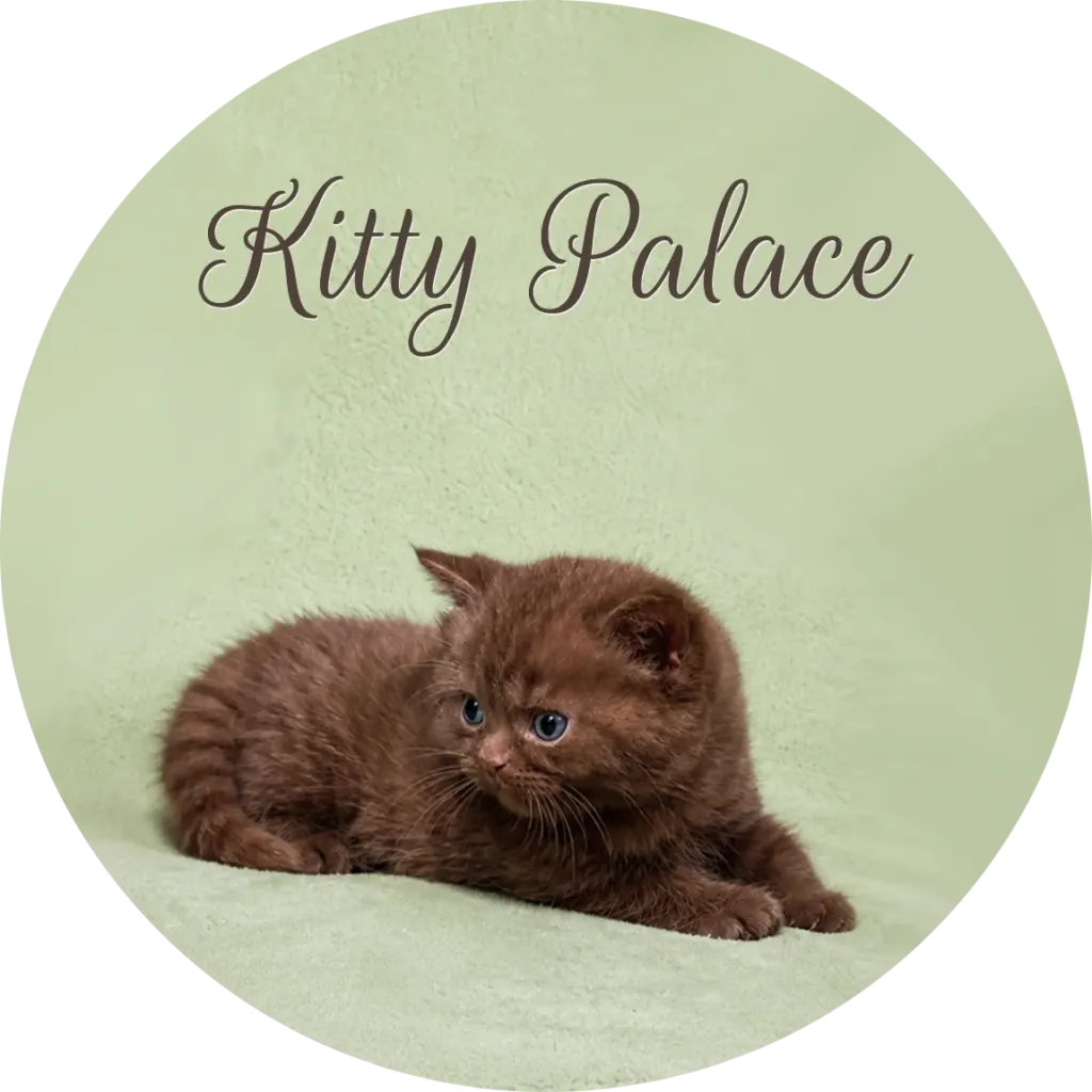 Chocolate-brown kitten settled on a green blanket — British shorthair cinnamon cat for sale