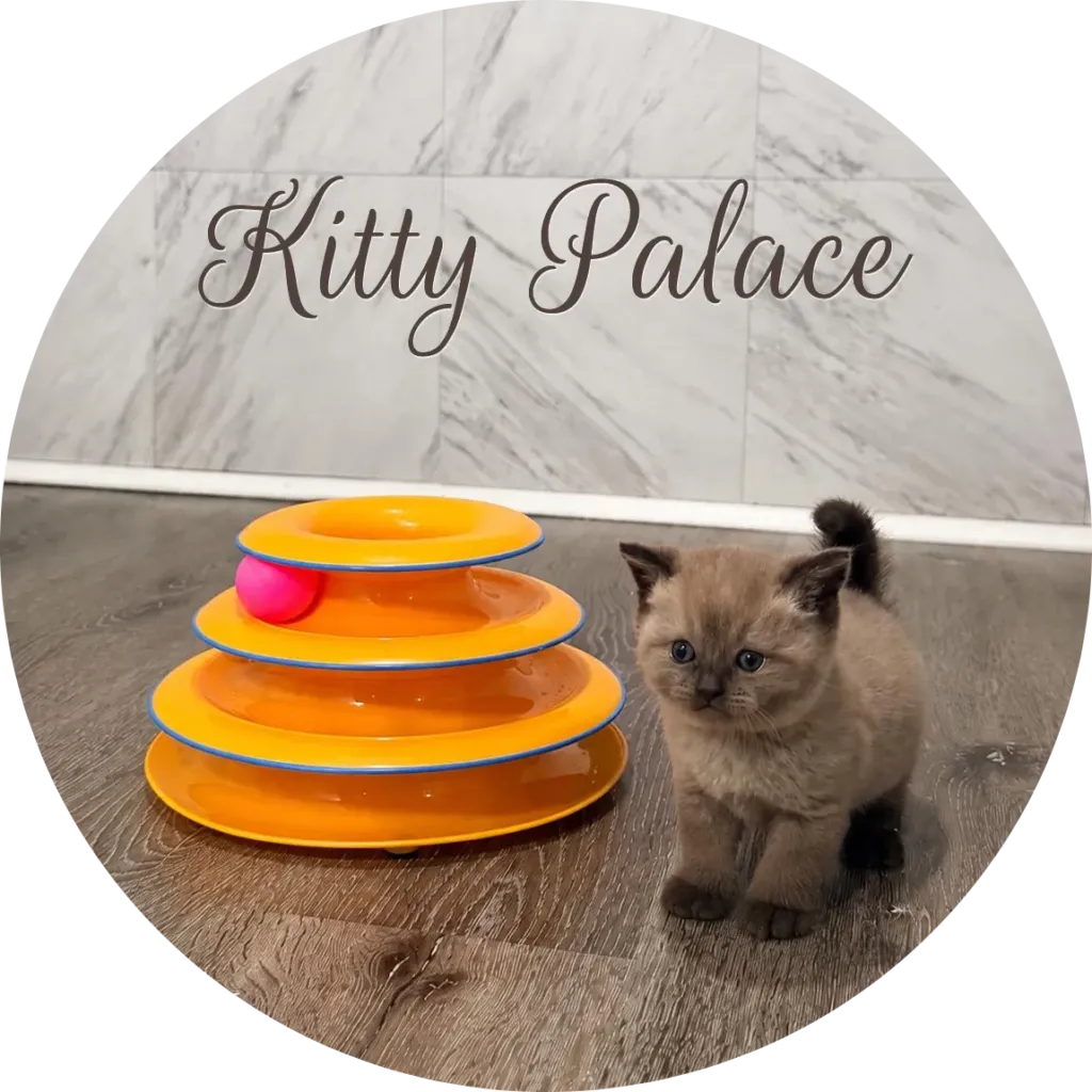 Chocolate cats for sale — Maggy beside an orange ball-track toy, chocolate point straight female