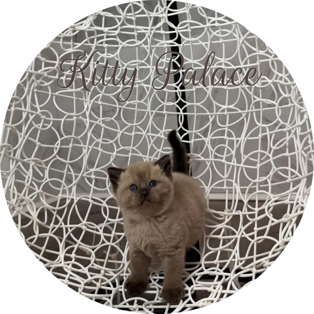 Chocolate cats for sale — Maggy standing in a white basket chair, chocolate point straight female