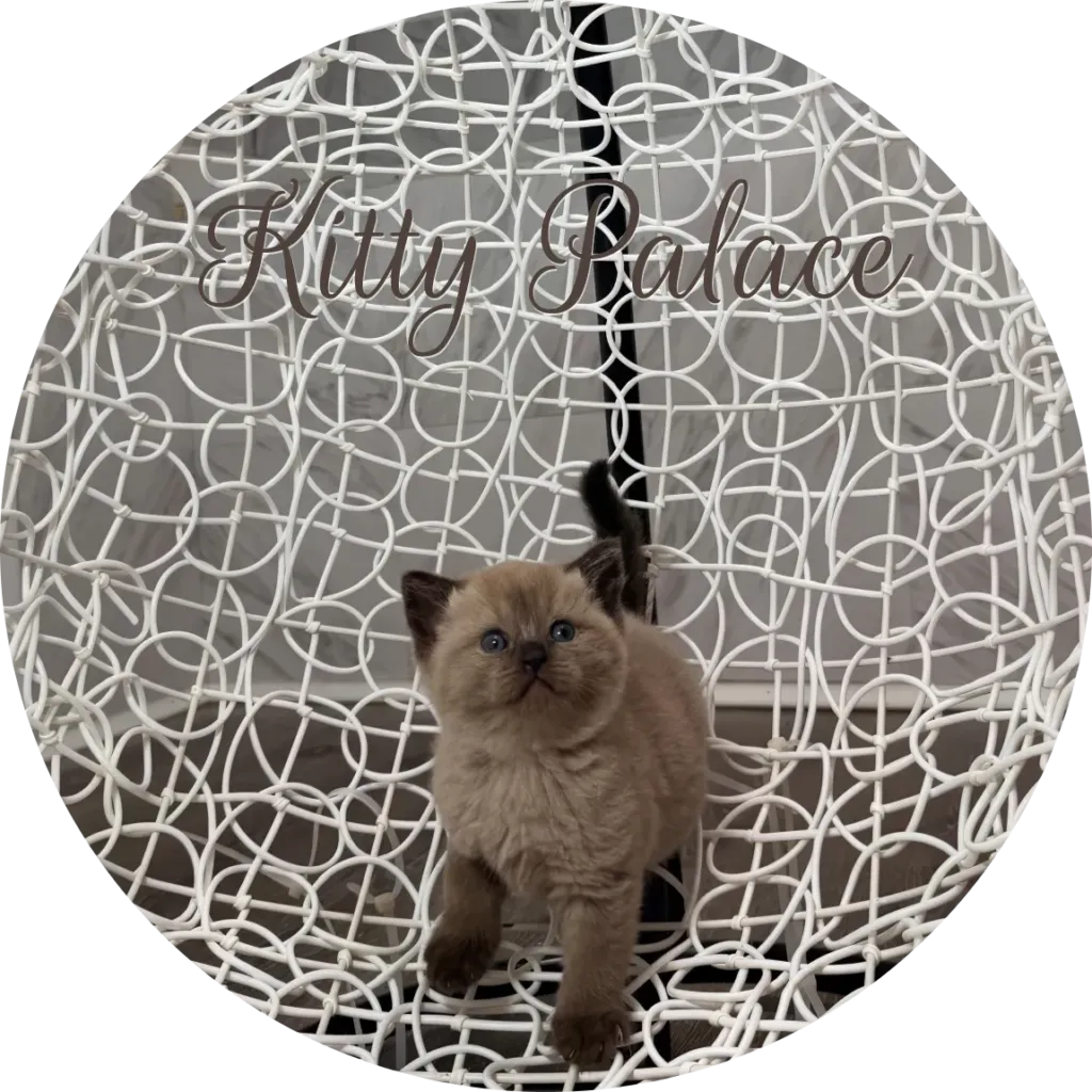 Chocolate point kitten looking up in a woven basket chair, scottish straight female Maggy