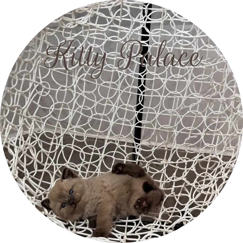 Chocolate point kitten lying on its back in a basket chair, scottish straight female Maggy