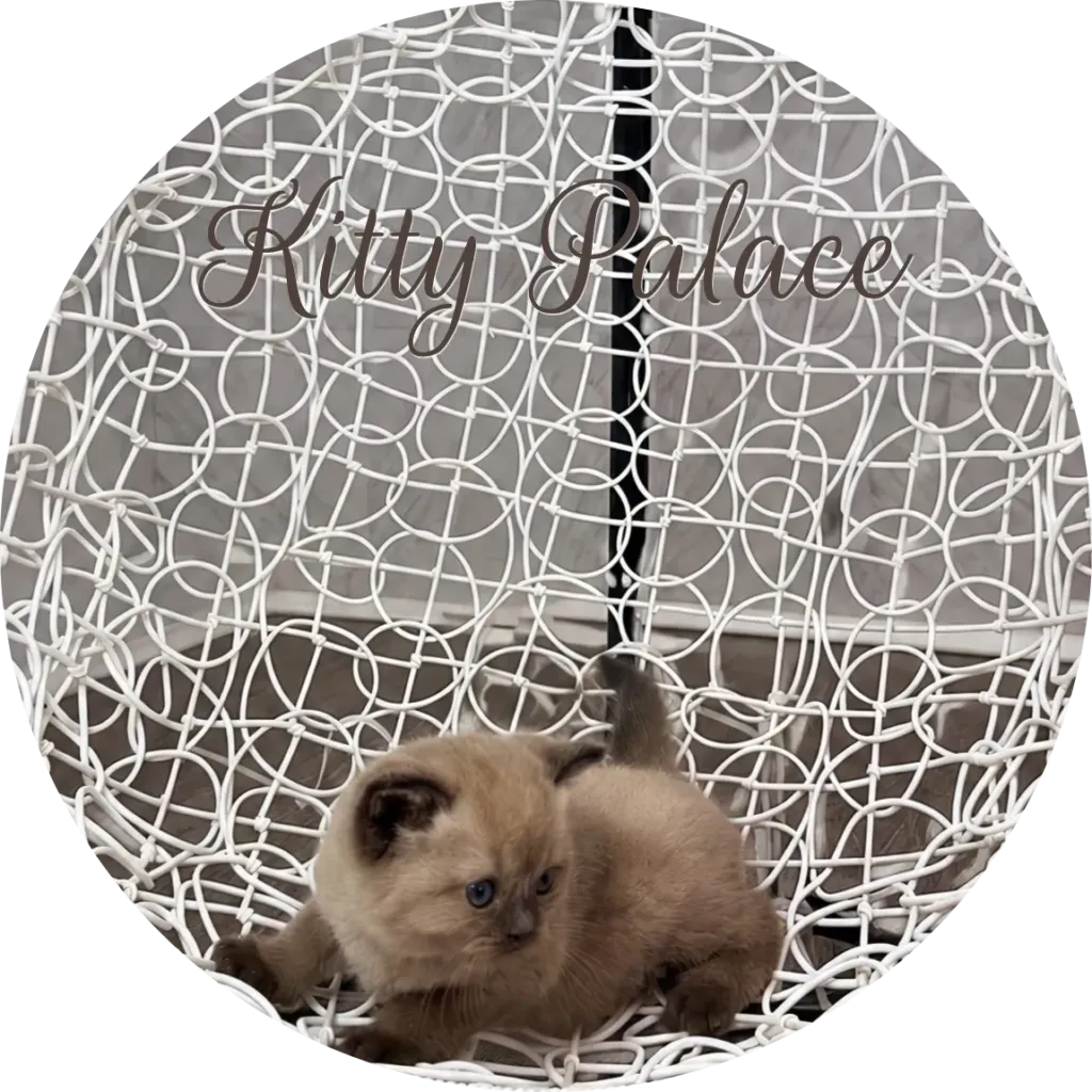 Chocolate point kitten reclining in a woven basket chair, scottish straight female Maggy