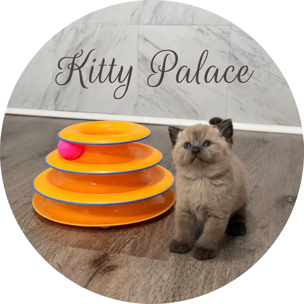 Chocolate point kitten sitting by an orange tower toy, scottish straight female Maggy