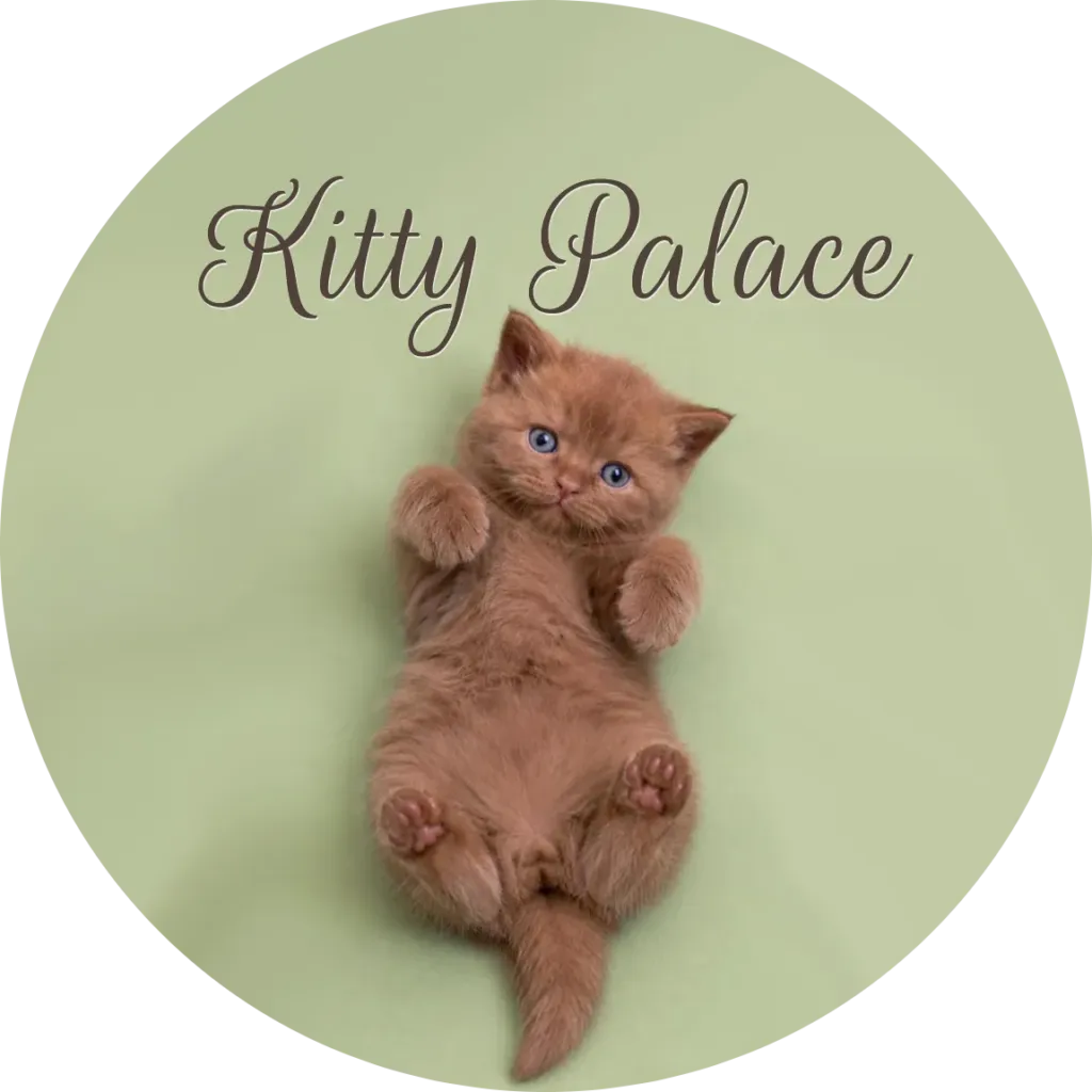 Cinnamon British shorthair for sale, warm reddish kitten lying on his back with blue eyes