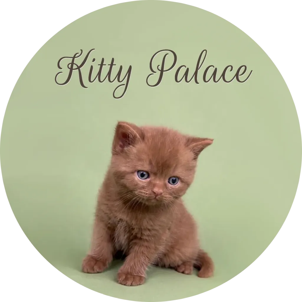 Cinnamon British shorthair for sale, young kitten sitting on a sage green backdrop at Kitty Palace