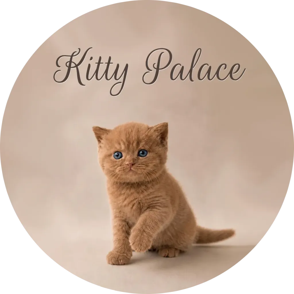 Cinnamon british shorthair for sale — Elvis sitting with one paw raised, blue-eyed male