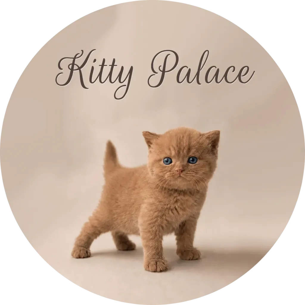 Cinnamon british shorthair kitten standing with tail out, blue-eyed male Elvis